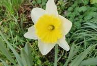 Solides Einfamilienhaus mit Keller im Herzen von Langholzfeld!