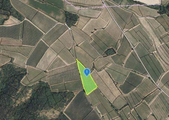 GUT BEWIRTSCHAFTETER WEINGARTEN IN HERRLICHER LAGE - WEINGARTEN, LANDWIRTSCHAFTLICHE FLÄCHEN - KEIN BAUGRUNDSTÜCK!