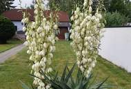 EIN ZUHAUSE MIT FREIRAUM - WOHNHAUS MIT GROSSEM GRUNDSTÜCK