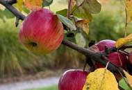 GARTENPARADIES - 9.000 M² - LANDHAUS IN PARKLANDSCHAFT NUR 30 MINUTEN VON WIEN