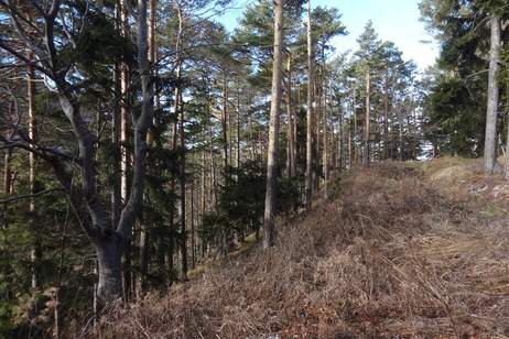 GUT ERSCHLOSSENER WALD, ZUR NACHHALTIGEN NUTZUNG UND ANLAGEZWECKEN!, Grund und Boden-kauf, 296.140,€, 2640 Neunkirchen