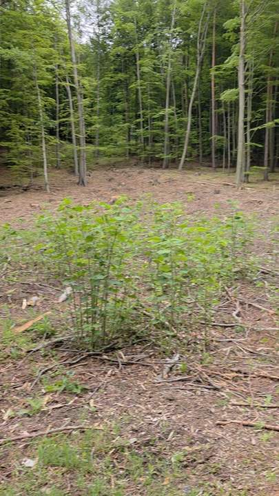 Rarität - Baugrundstück im Wald - keine Nachbarn