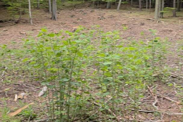 Rarität - Baugrundstück im Wald - keine Nachbarn, Grund und Boden-kauf, 149.000,€, 7441 Oberpullendorf