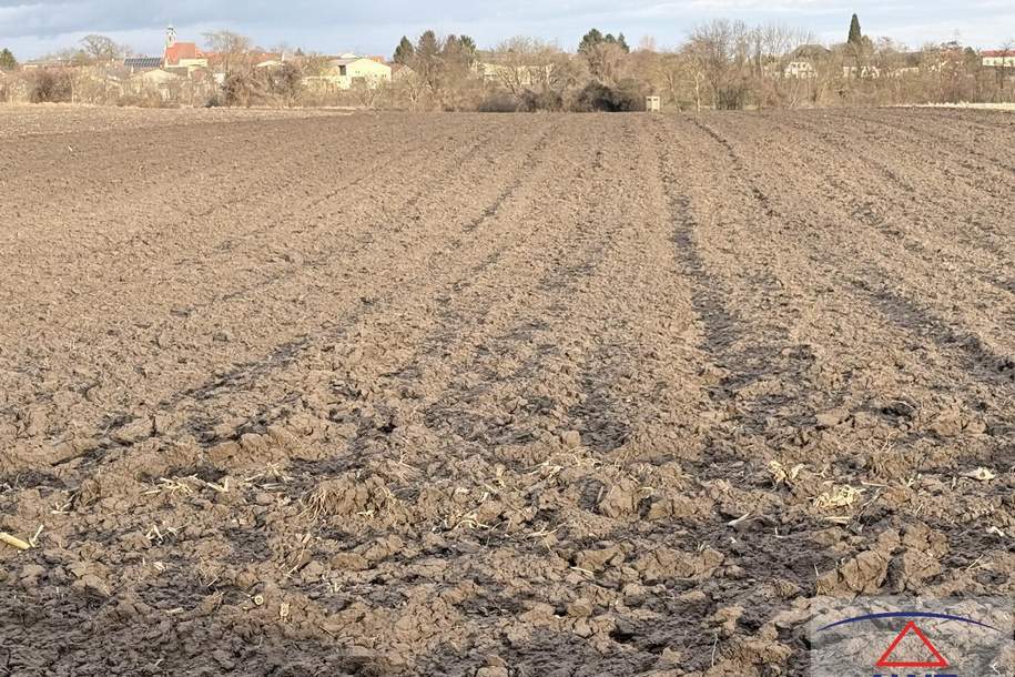 Bester Acker in super Lage!, Grund und Boden-kauf, 3464 Korneuburg