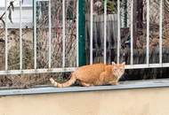 Nobler Wilhelminenberg, entzückende 2 Zimmerwohnung (bis ca. 2028 Vermietung gesichert) großer Garagenplatz vorhanden