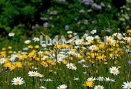 Sonnige 2-Zimmer Gartenwohnung in ruhiger Lage - Erstbezug / provisionsfrei!