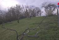 Grundstück zur Miete in Mistelbach - Gartenparadies mit Altbaumbestand