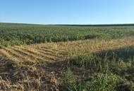 ACKERFLÄCHE IN PIXENDORF - ZUSAMMENHÄNGENDE LANDWIRTSCHAFTLICHE FLÄCHE