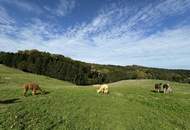 Rarität! Bauernhof in der steirischen Toskana mit ca. 2,7 ha eingezäunter Weide!