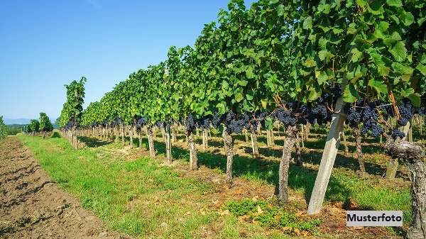 Großzügiges Weingut mit umfangreichen Hallen- und Lagerflächen