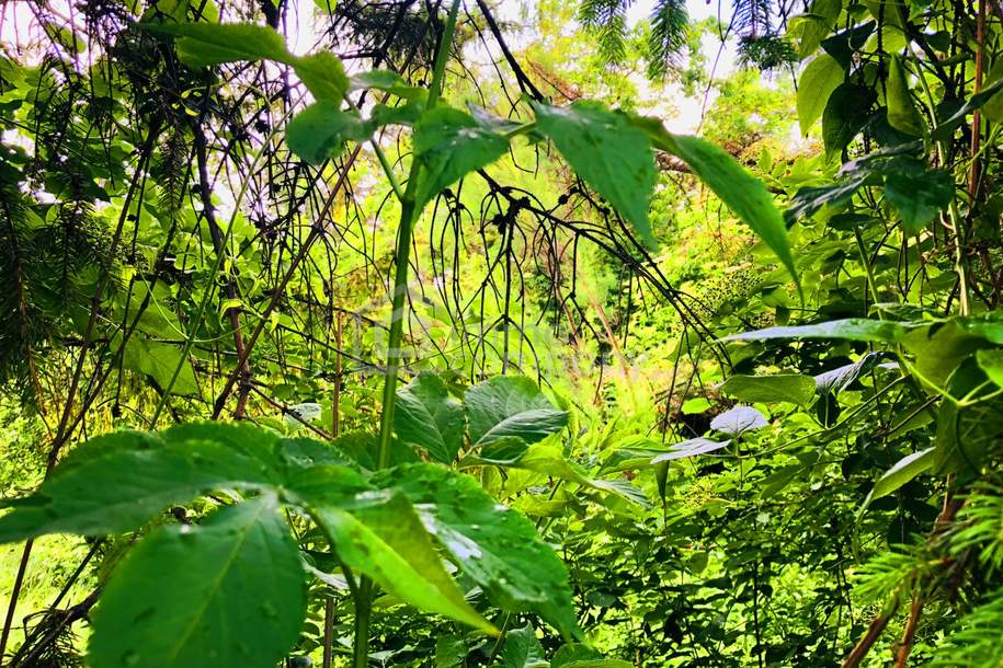 Weinviertel, Ruhelage, Preis-Sensation!, Grund und Boden-kauf, 180.000,€, 2132 Mistelbach