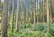 Mischwald in 5121 St. Radegund