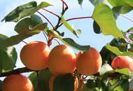 Wachauer Marille: ca. 8,1 ha Marillengärten in Toplage in der Wachau!