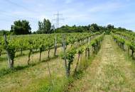 SELTENE GELEGENHEIT: WEINGÄRTEN IN ENGELMANNSBRUNN, FELS AM WAGRAM, RUPPERSTHAL UND THÜRNTHAL - WEINGARTEN, LANDWIRTSCHAFTLICHE FLÄCHE