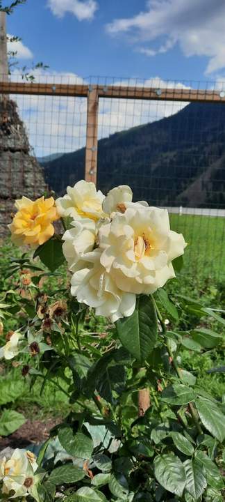 Einfamilienwohnhaus mit Garten und Garage nähe Sillian zu verkaufen