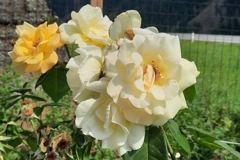 Einfamilienwohnhaus mit Garten und Garage nähe Sillian zu verkaufen, Haus-kauf, 525.000,€, 9920 Lienz