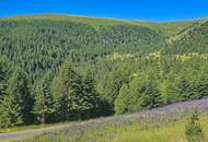 ALM-CHALET 4 - Freizeitwohnsitz in Toplage