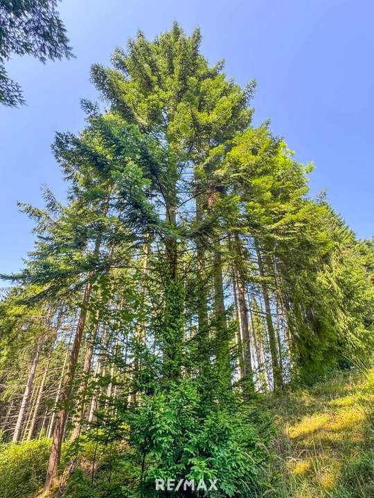 PERFEKTER HOBBY-WALD mit Arbeitshütte !