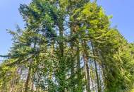 PERFEKTER HOBBY-WALD mit Arbeitshütte !