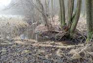 Vitis: 2,14ha Grundstück (Wiese &amp; Wald mit Bachlauf): Ideal für ein Teichprojekt