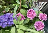 Apartment Absolute Joy