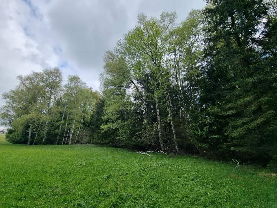 Landwirtschaftliches Grünland mit Waldfläche