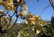 Zwischen Weinreben und Wellen- Ein Haus mit Geschichte