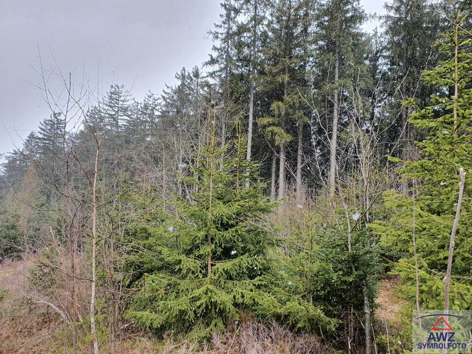 Mooslandl: ca. 11 Hektar Mischwald mit guter Bonität!