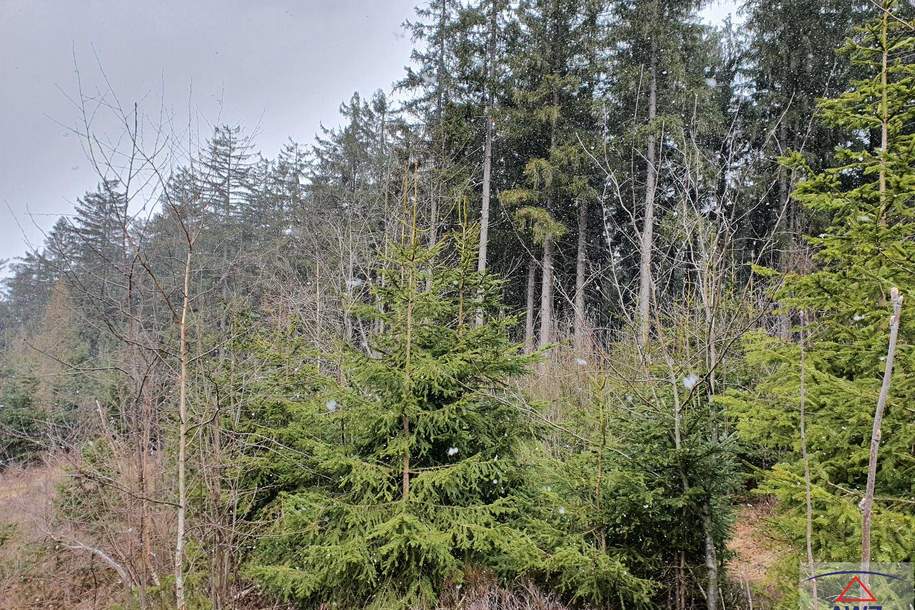 Mooslandl: ca. 11 Hektar Mischwald mit guter Bonität!, Haus-kauf, 8921 Liezen