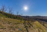 8798 m² WEINGARTEN IN DEN HÜGELN VON FAHNDORF - PANORAMALAGE!