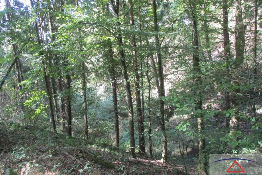 Leistbarer Wald in Feldkirchen/Donau zu verkaufen!, Haus-kauf, 52.000,€, 4101 Urfahr-Umgebung