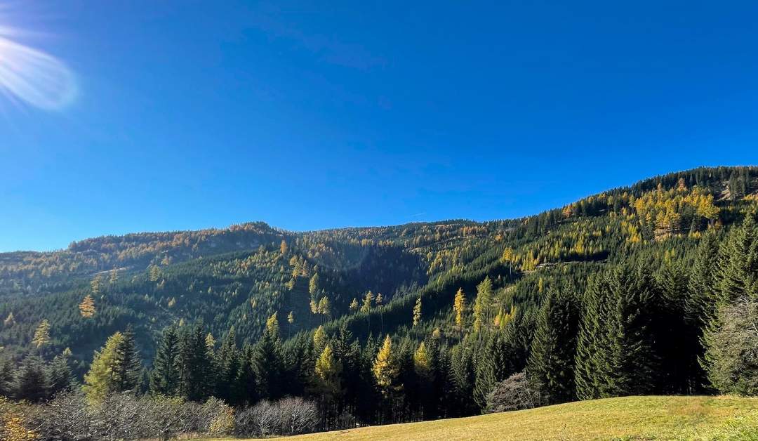 155 Hektar Forst- und Jagdrevier im Bezirk Wolfsberg