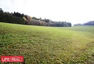 sonniges Grünland mit Wald