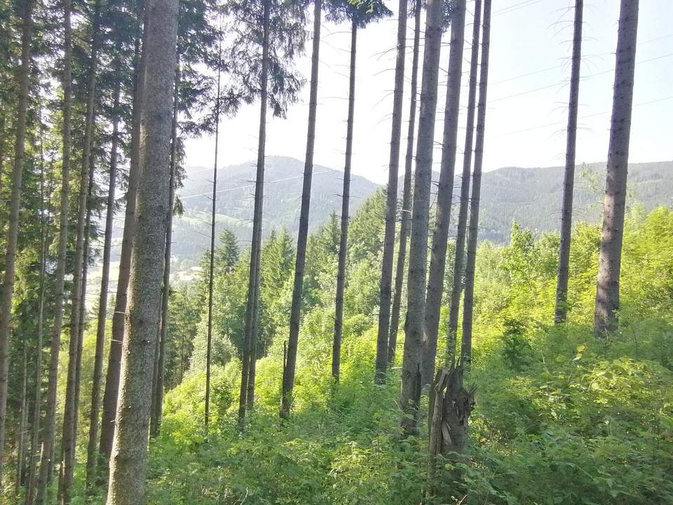 Wald in Steinhaus