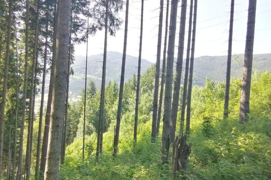 Wald in Steinhaus, Gewerbeobjekt-kauf, 33.700,€, 8684 Bruck-Mürzzuschlag