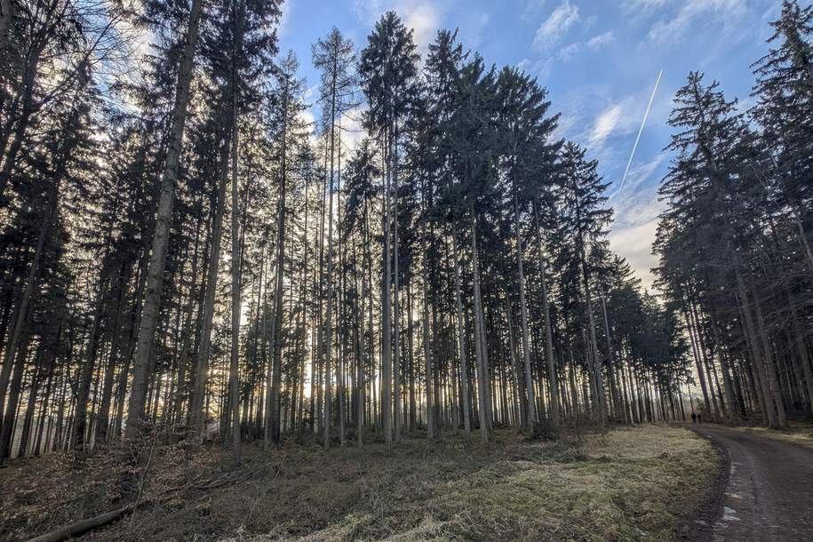 Eigener Wald als Realwert – gepflegter Forst mit sehr guter Zufahrt, Grund und Boden-kauf, 110.000,€, 4840 Vöcklabruck