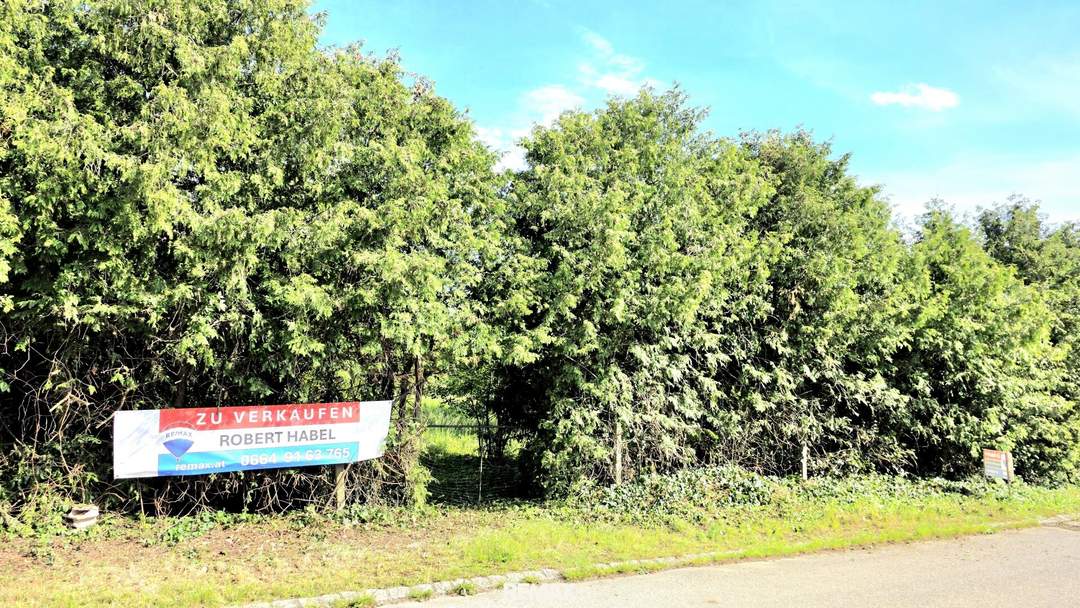 GOLS - Baugrundstück, Burgenland – Eigenheim-Traum