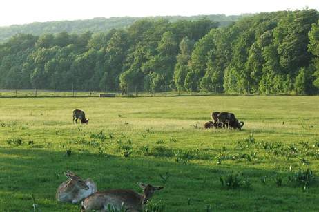 DROHNEN-VIDEO &amp; 3D-RUNDGANG JETZT ANSEHEN! Exklusives Wohnen mit Geschichte und Modernität – Ihr Traumobjekt zwischen Schloss Schönbrunn &amp; Lainzer Tiergarten!, Wohnung-kauf, 226.364,€, 1140 Wien 14., Penzing