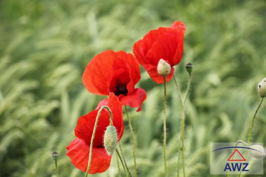 ALLEINLAGE - Bauernsacherl mit ca. 4,8 Hektar!, Haus-kauf, 5233 Braunau am Inn