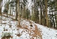 Waldgrundstück Teil 7