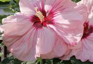 3721 Limberg - Leistbares Massivhaus nähe Bahnhof !