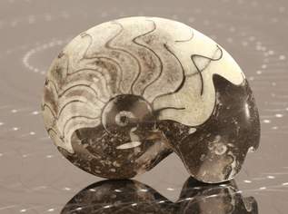 Fossilien / Ammonit / Goniatit poliert ca. 9,5x12cm, 69 €, Marktplatz-Antiquitäten, Sammlerobjekte & Kunst in 1200 Brigittenau