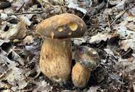 BEZUGSFERTIGES Einfamilienhaus im schönen, sonnigen Südburgenland