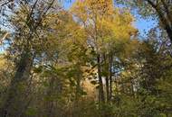 Einmalige Gelegenheit: Waldgrundstück mit ca. 3 ha in Graz-St. Peter/Messendorf zu verkaufen!