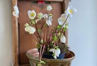 Atemberaubende Dachterrassenwohnung mit Kremstal-Blick im spektakulären "Punkthaus" - fußläufig in die Altstadt