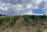 Bad Waltersdorf: Weinberge, Ackerflächen und Wald für experimentierfreudige Winzer oder Landwirte mit Vision