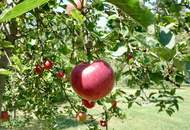 Historische Altbauvilla trifft auf modernen Luxus – Ihre private Residenz an der Leitha!