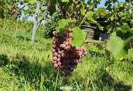 IN SLOWENIEN! Winzerhaus mit Weingarten und Blick bis zum Horizont!