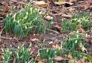 Hausetage im Erdgeschoss mit Garten zu vermieten - Pichling b. Köflach
