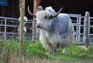 Einzigartiges Landgut im Waldviertel – 70.010 m² mit Wohnhaus, Ferienwohnungen &amp; Alpaka/Yak-Zucht